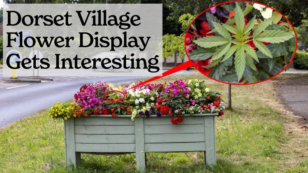 Spot the pot! Dorset Village Flower Display Gets Interesting