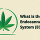 Graphic of human body with hemp plant
