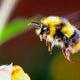 Bee-Populations-Are-Plummeting-Could-Cannabis-Help-Save-Them National Hemp Service