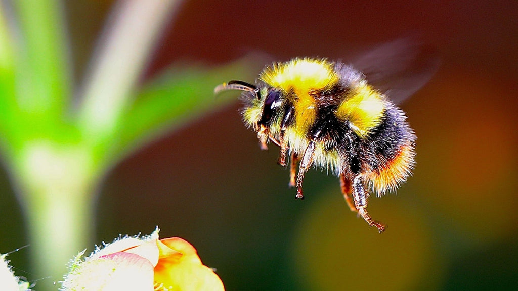 Bee Populations Are Plummeting, Could Cannabis Help Save Them?