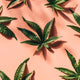 CBD-for-Valentines-Day-Most-Loved-Gift-Guide National Hemp Service