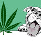 Hemp-for-Dogs-Food-Packed-With-Pawtential National Hemp Service