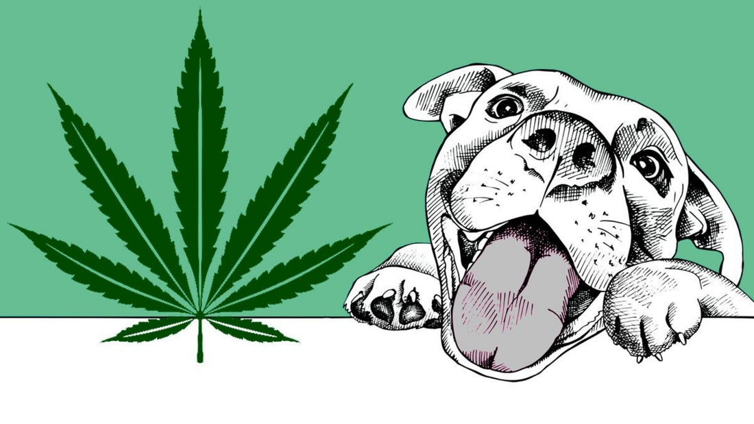 Hemp-for-Dogs-Food-Packed-With-Pawtential National Hemp Service