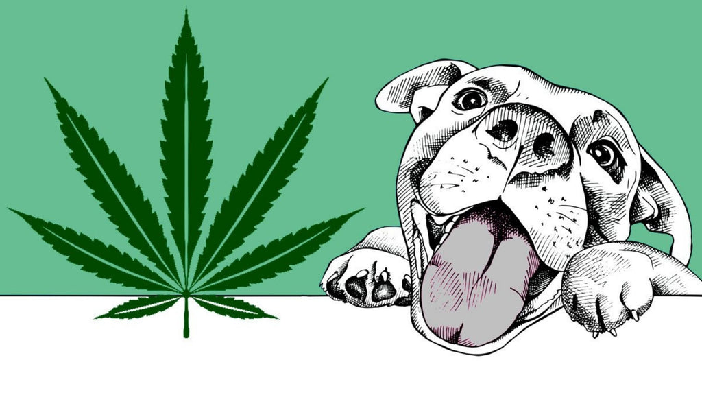 Hemp for Dogs: Food Packed With Pawtential